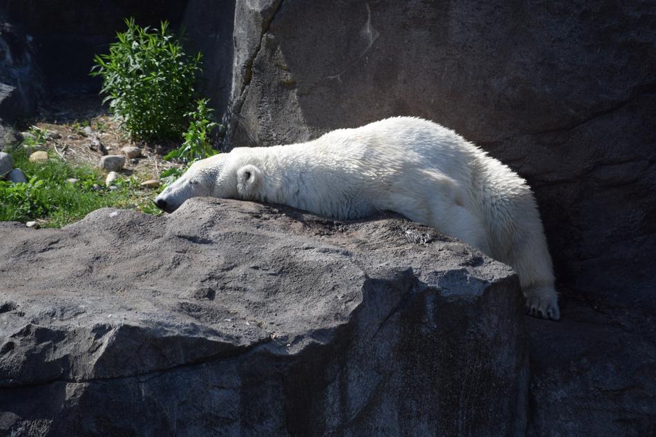 sleeping polar bear on a rock