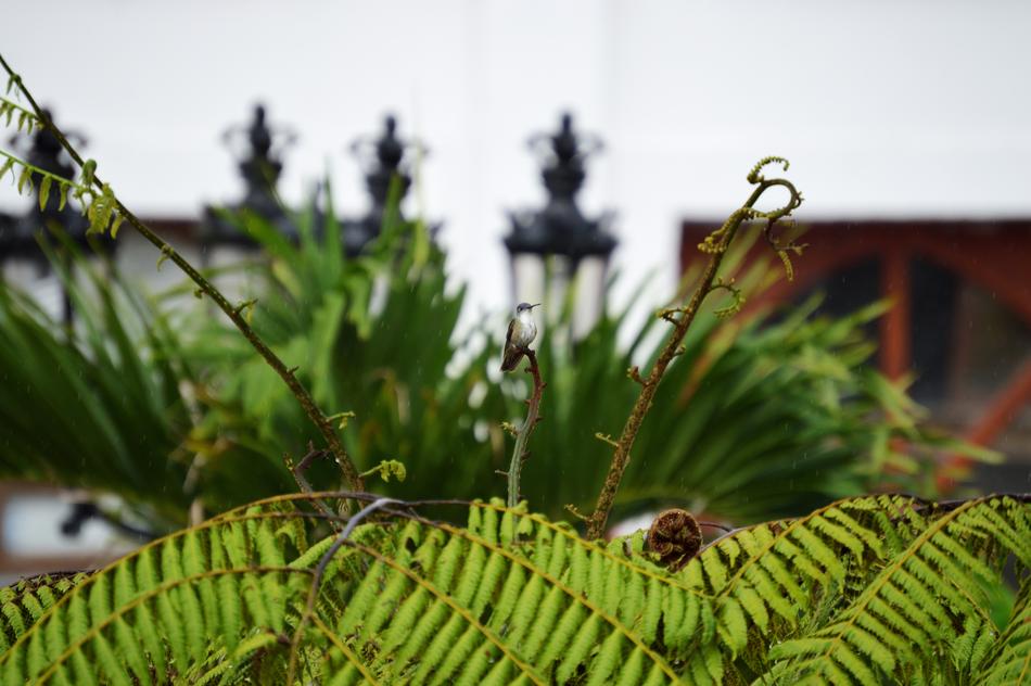 gorgeous garden at home