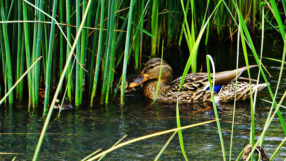 a duck hiding in the grass in a swamp.