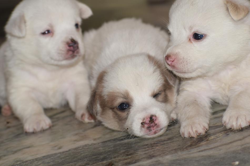 little puppies in a brown pattern.