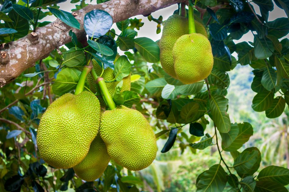 ripe durian on a tree