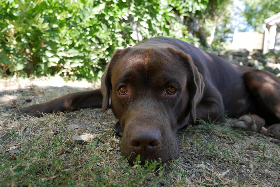 sleeping black dog
