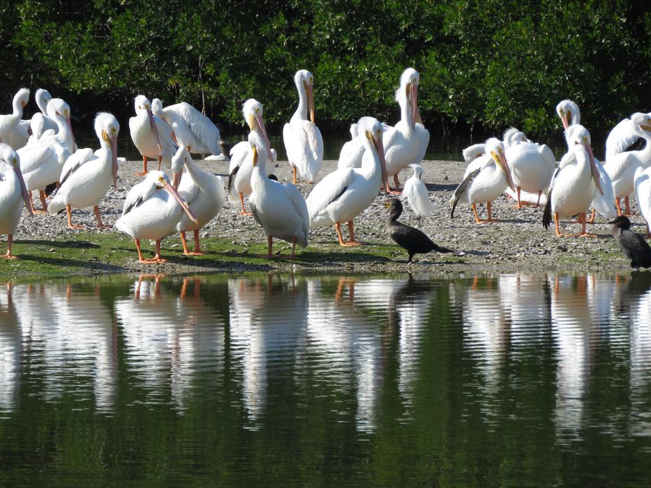 flock