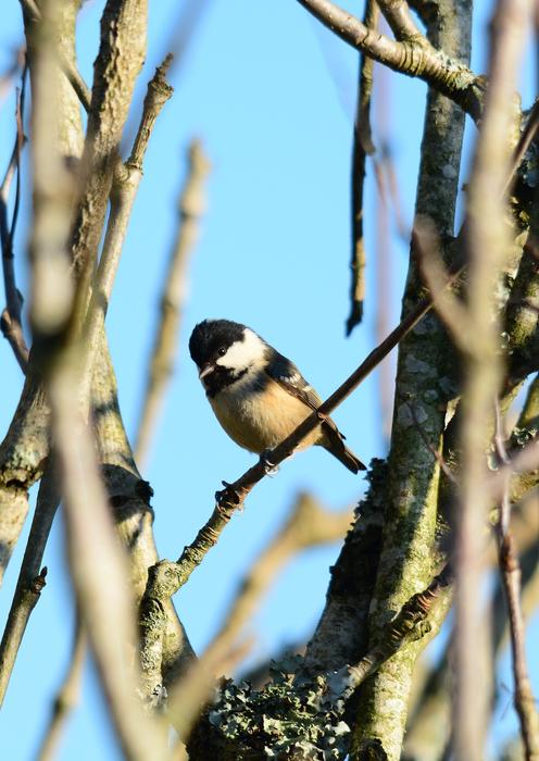 a little bird hiding in the trees