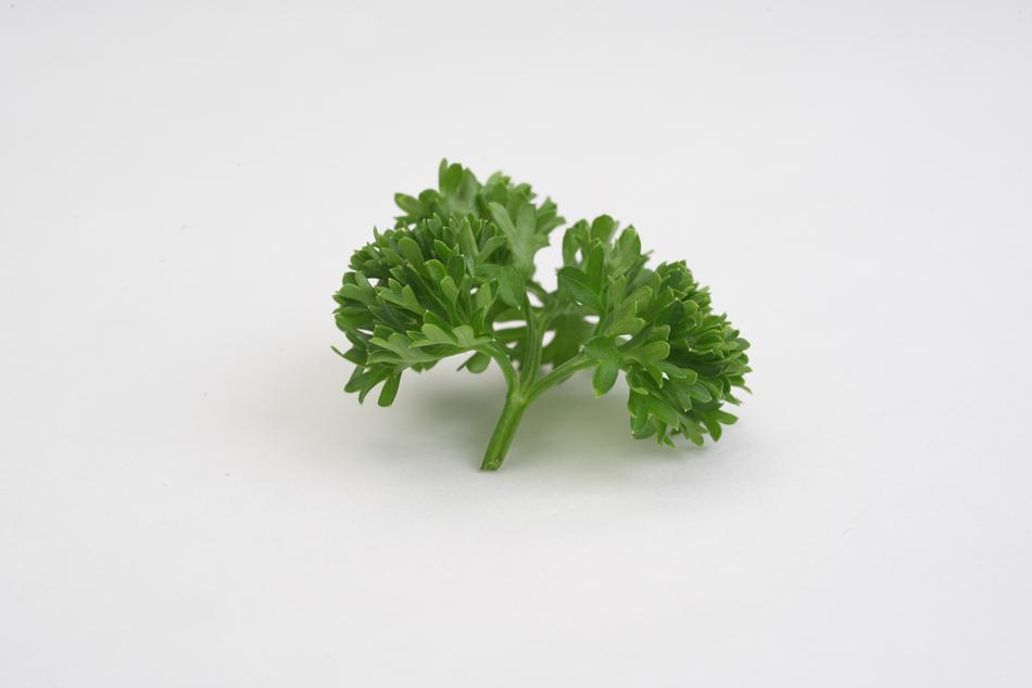 piece of parsley on a white background