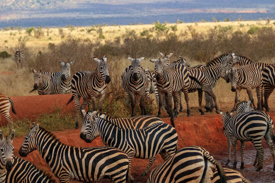 zebra flock view of the field