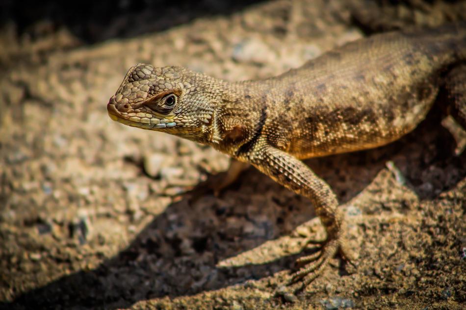 an iguana on a big rock