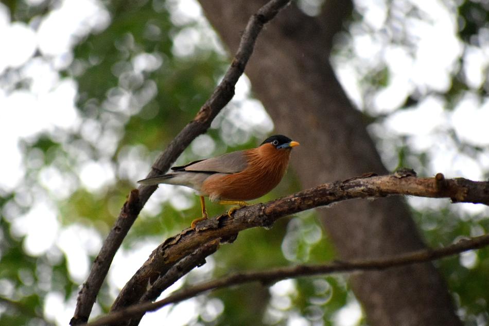 a little bird on the branches