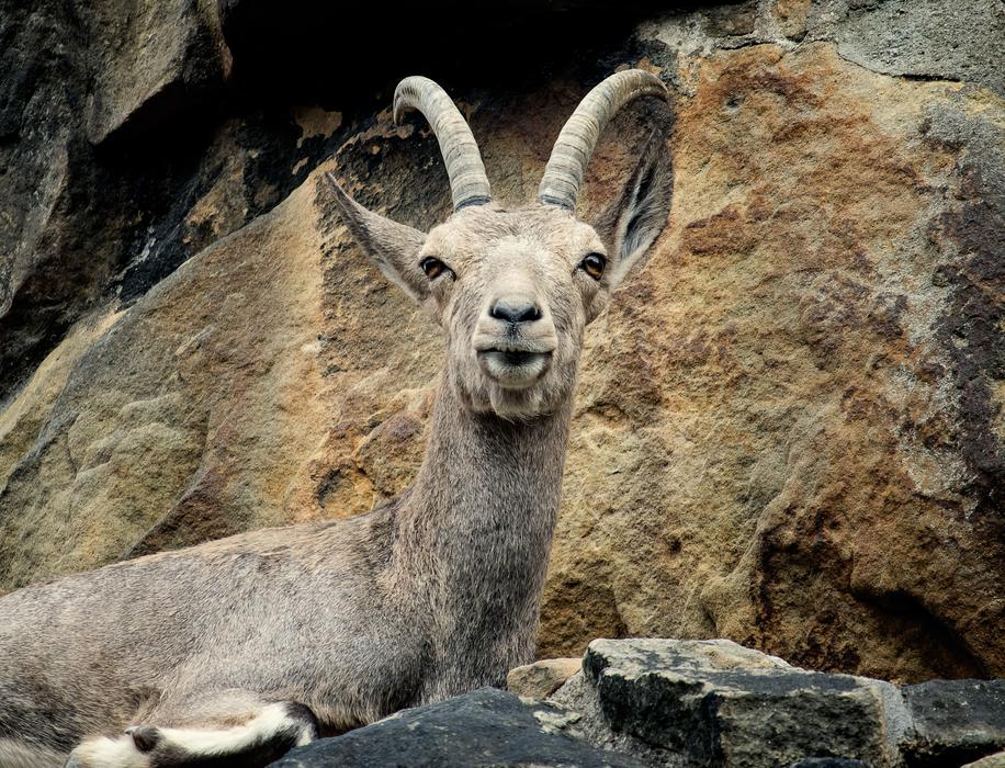 funny deer on a rock
