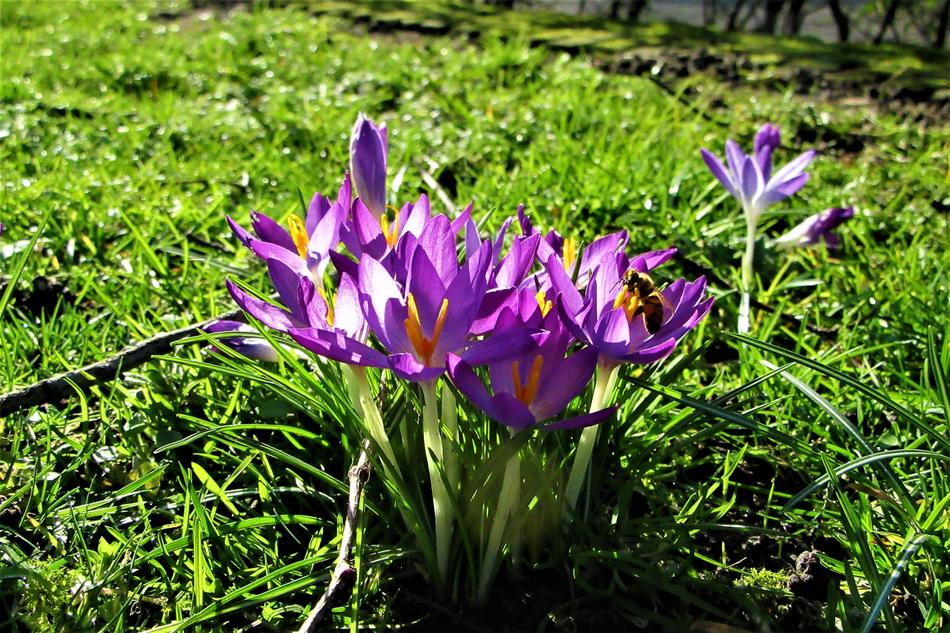 purple beautiful flowers in the garden