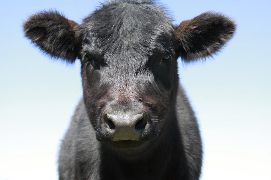 black cow with a big nose view