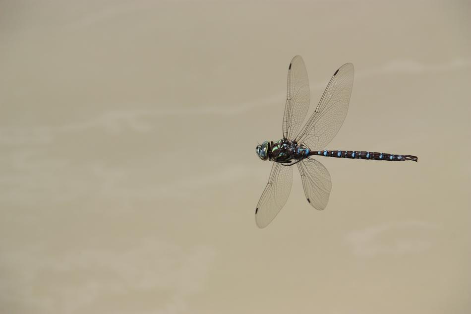 dragonfly in the air