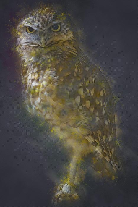 owl drawing artm
