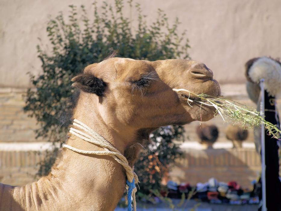 camel eating grass outside