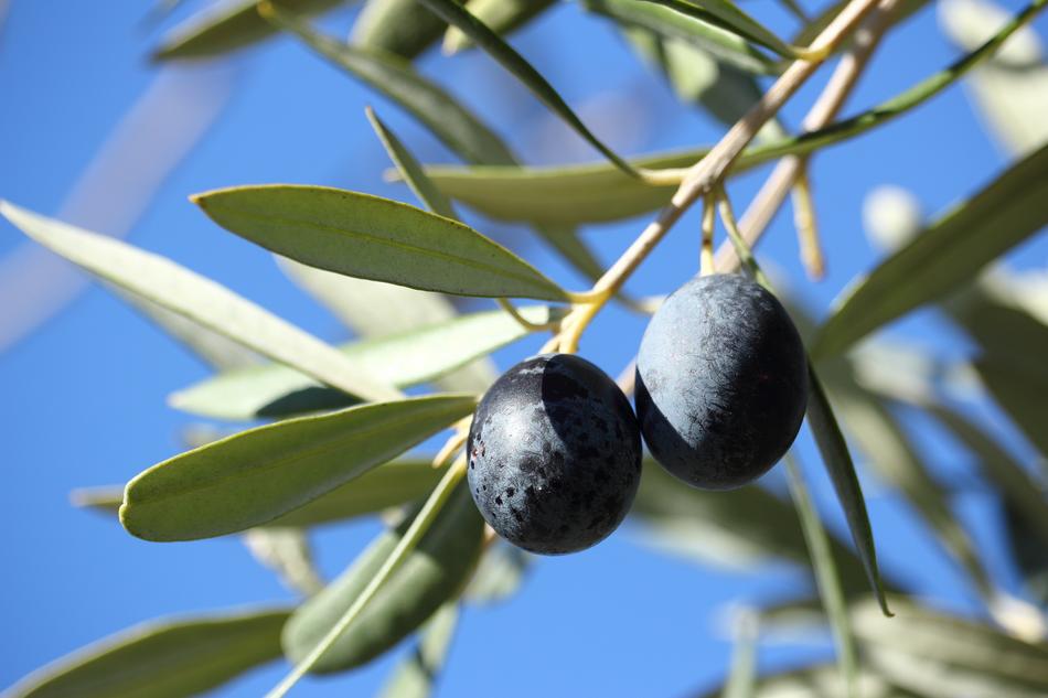 ripe olives on a tree