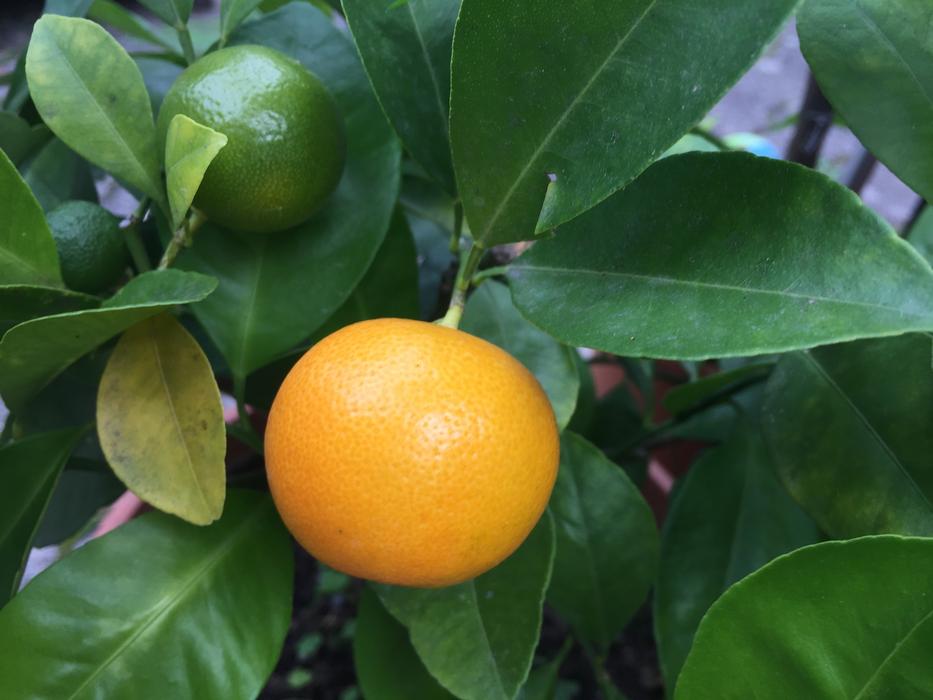 Juicy sour lemon on a tree