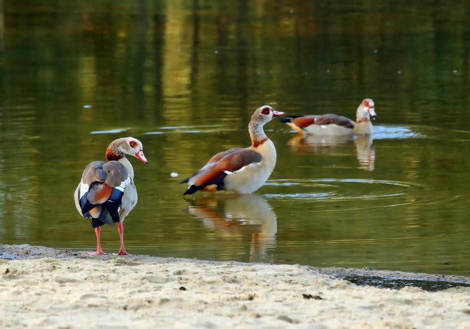 a flock of ducks resting in the lake