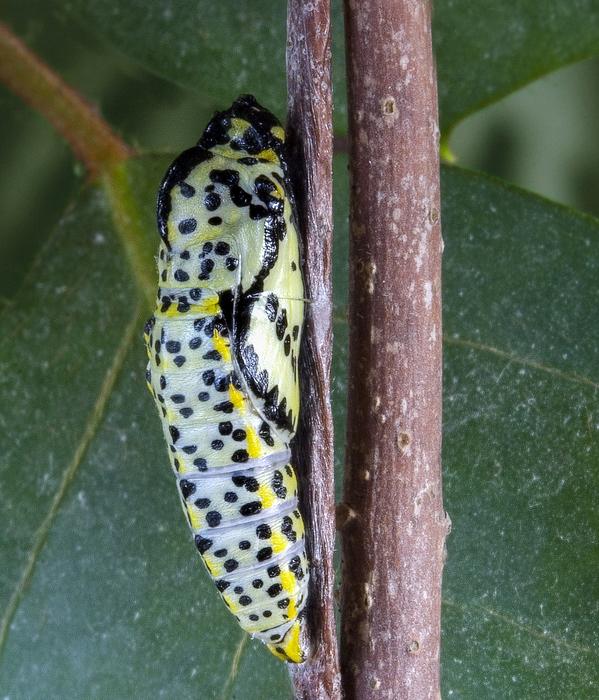 caterpillar tree leaf