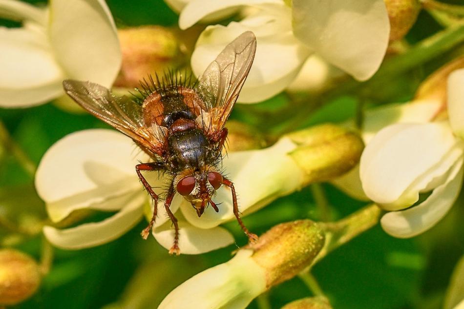 an insect on a yellow flower in the garden