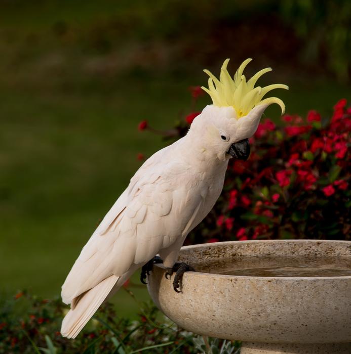 white parrot with a yellow pattern