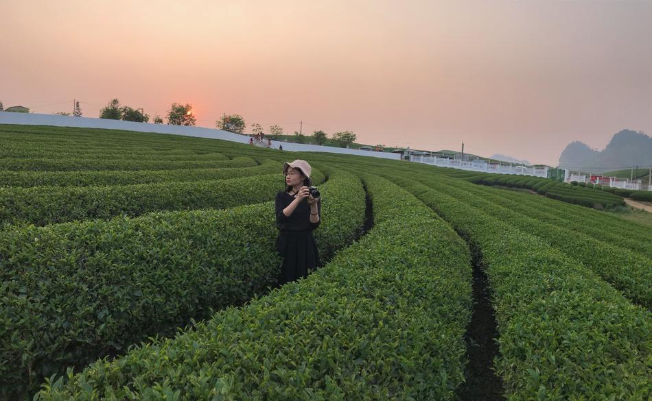 a girl picking tea leaves