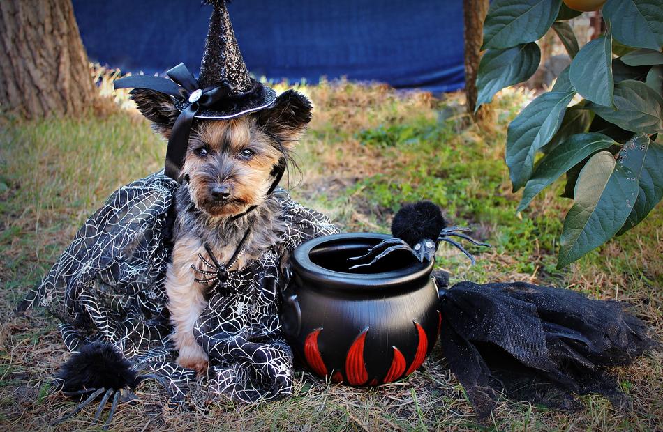 fluffy dog haloween