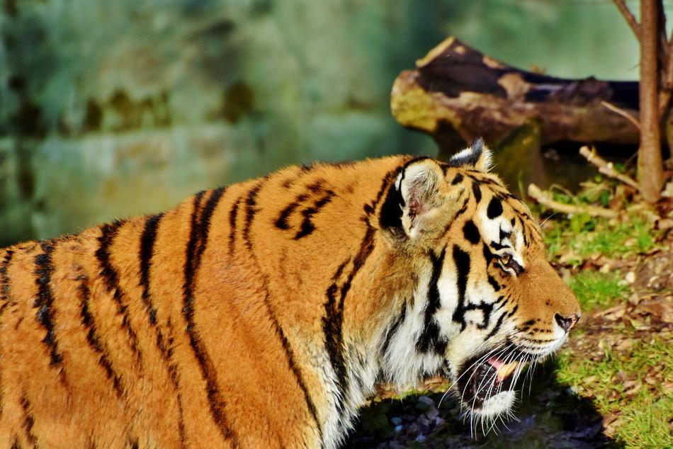 big tiger with its mouth open