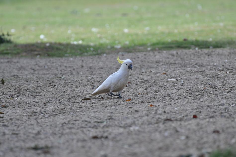white parrot on the ground view