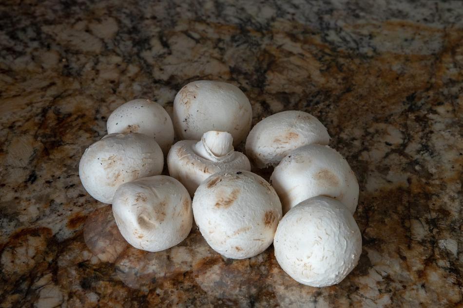 Raw wild porcini mushrooms