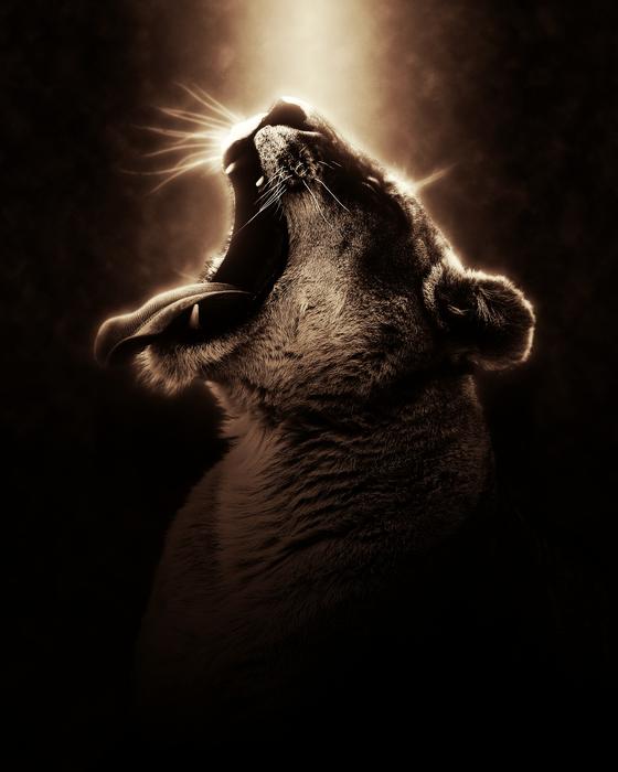 a screaming lion in the shadow of the view