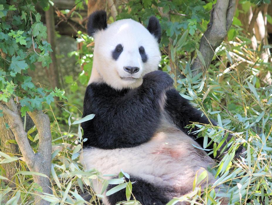cute panda in the zoo