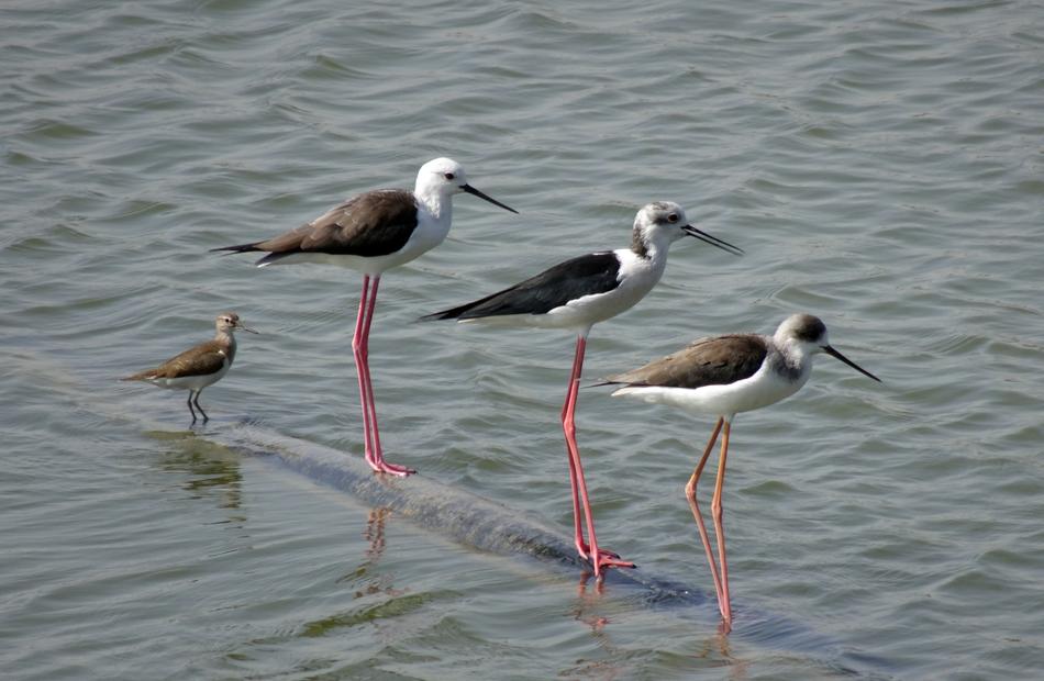 birds on red legs