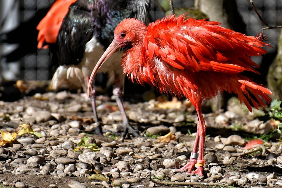 red fluffy bird on the ground