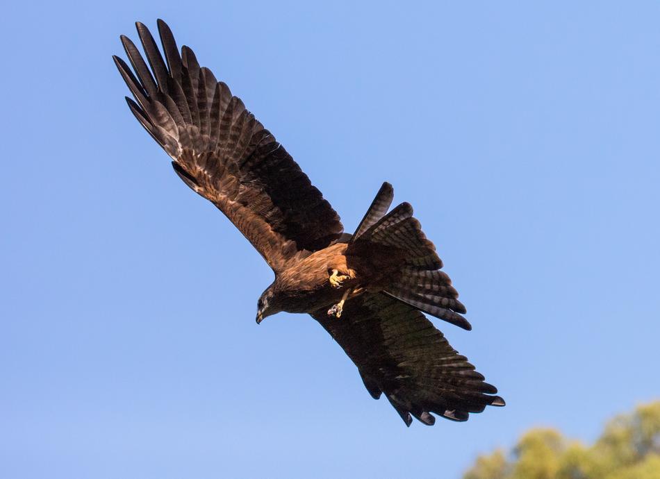 big eagle in the blue sky
