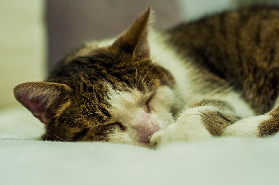 sleeping cat with a pink nose