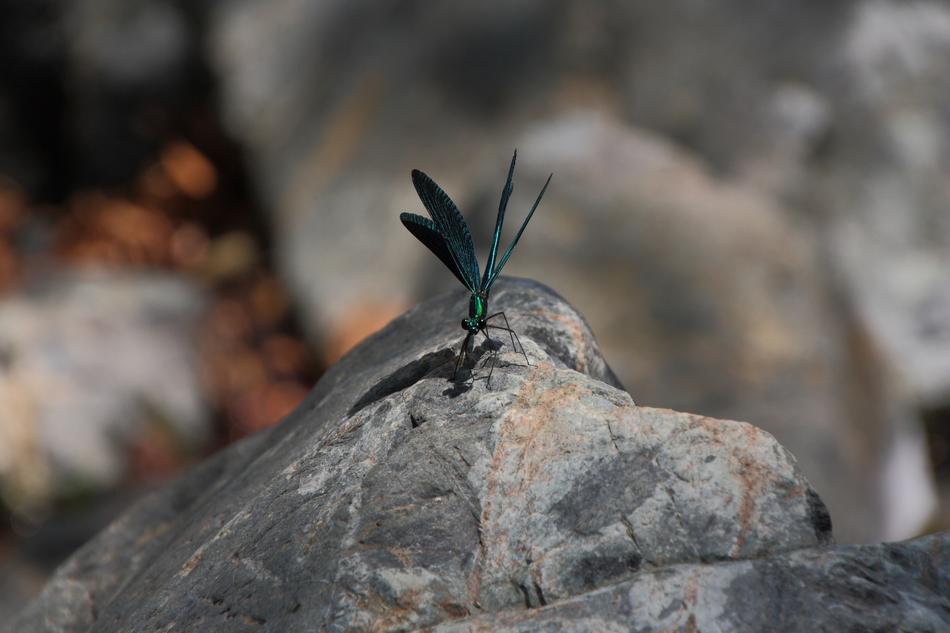 insect on rock species