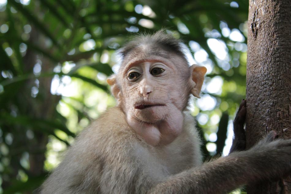 funny monkey in india