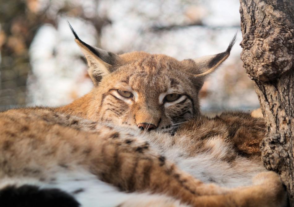 sleeping wildcat