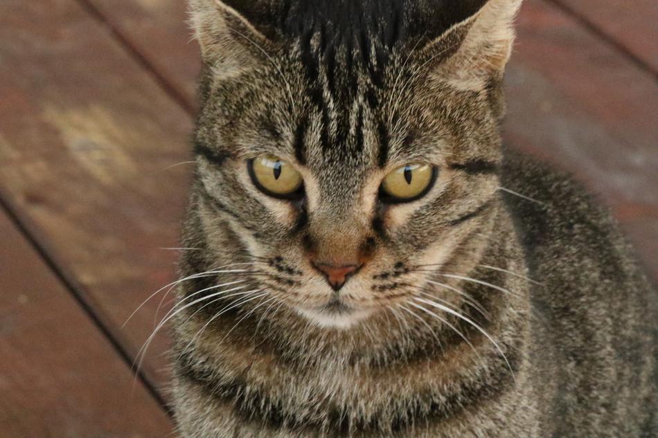 a gorgeous house cat