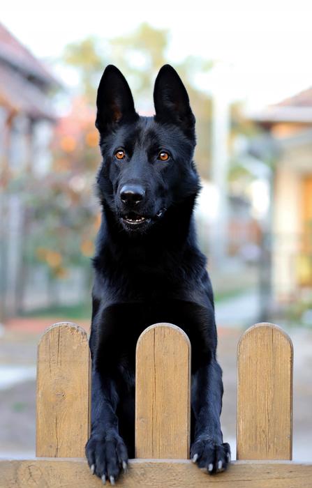 a black dog with beautiful eyes