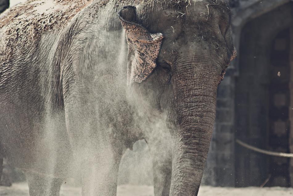 elephant sand animal species
