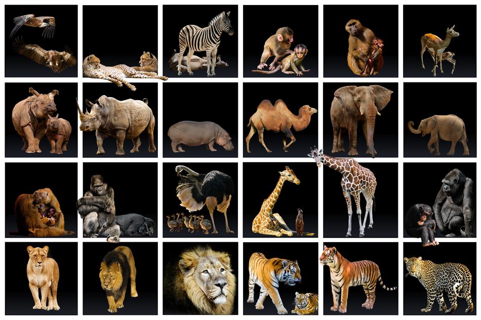 a lot of animals on safari