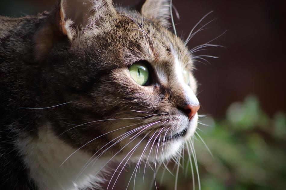 a beautiful animal with a green eye