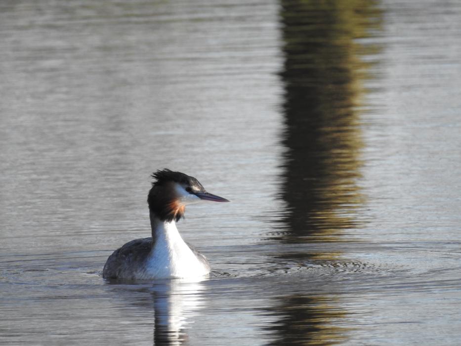 wild duck in a voyeur