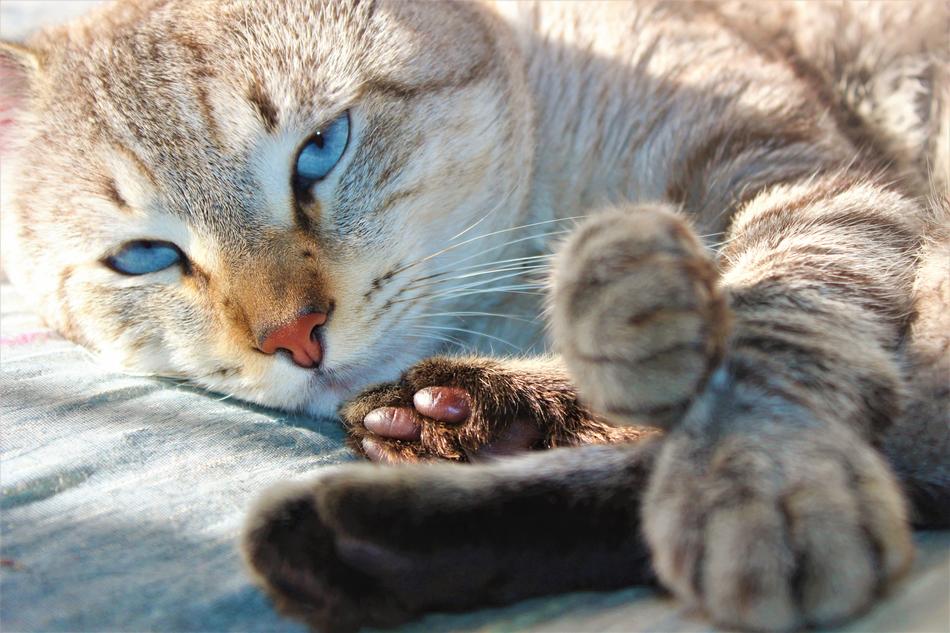 fluffy sleeping cat