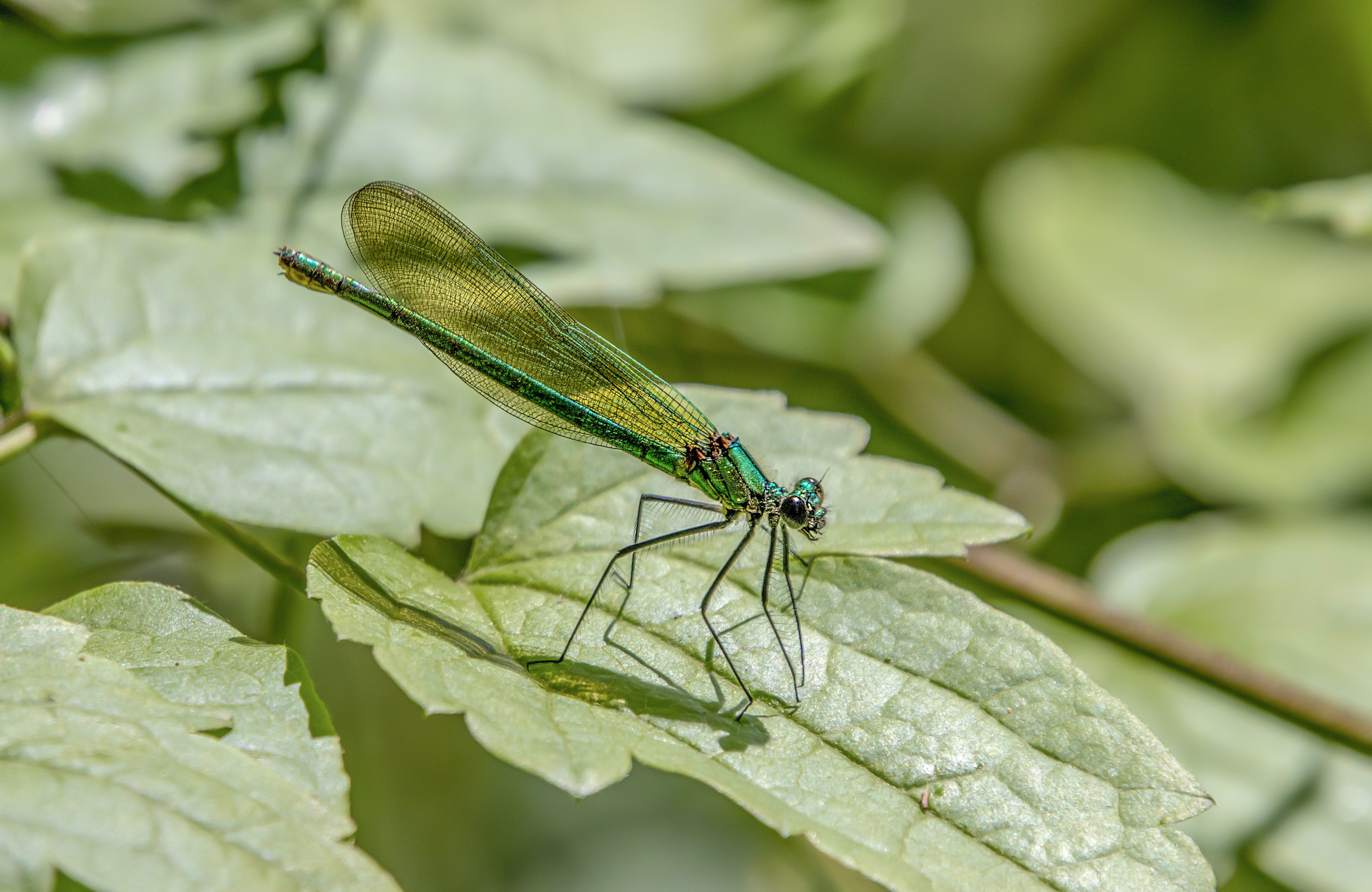 Green molted insect free image download