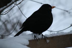 blackbird in the white snow
