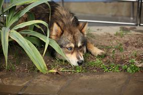 sleeping dog with blue eyes