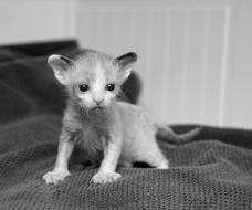 little kitten on the bed