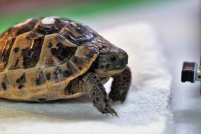 turtle on the table view